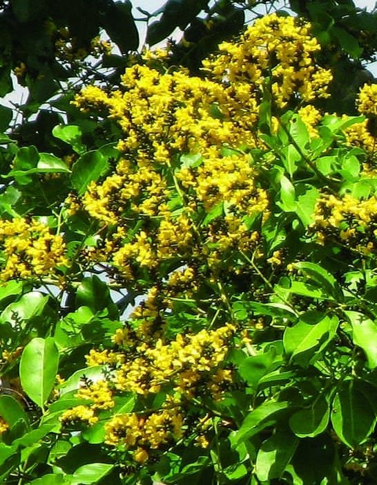 Pterocarpus Marsapium Malabar Kino Tree Seeds (58)