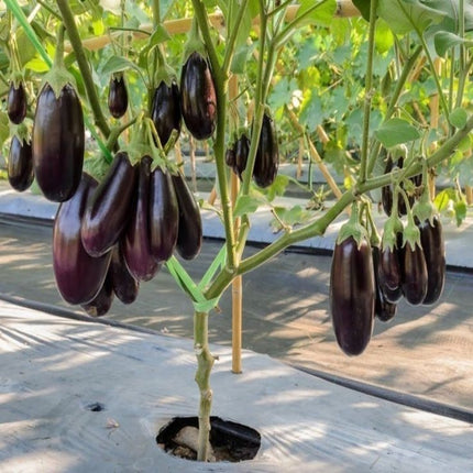 Purple Long Brinjal Open Pollinated organic seeds