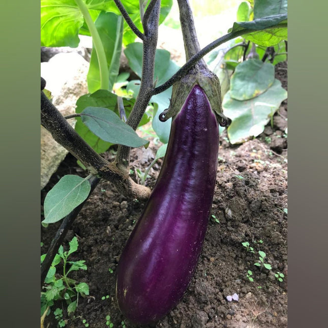 Purple Long Brinjal Open Pollinated organic seeds