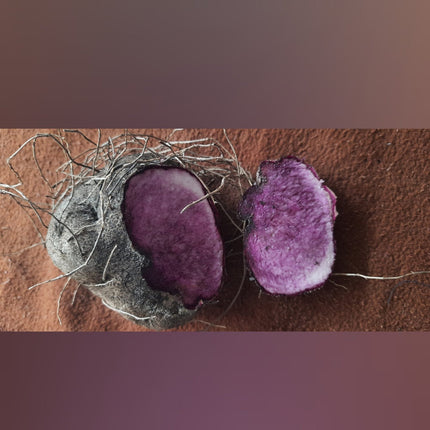 Purple Yam Tuber seeds