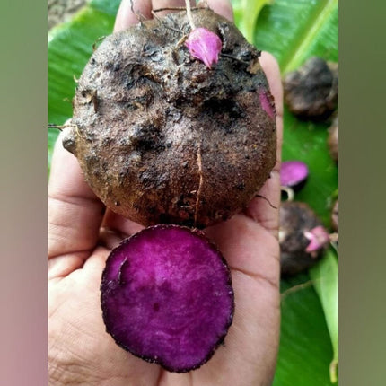 Purple Yam Tuber seeds