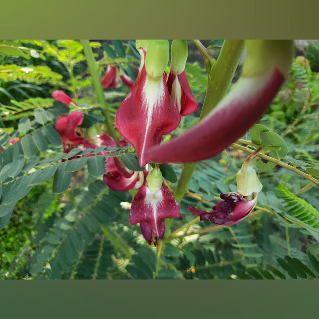 Sigappu Agathi Keerai / Sesbania Grandiflora