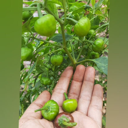 Heirloom Ramnad Mundu Chilli Seeds