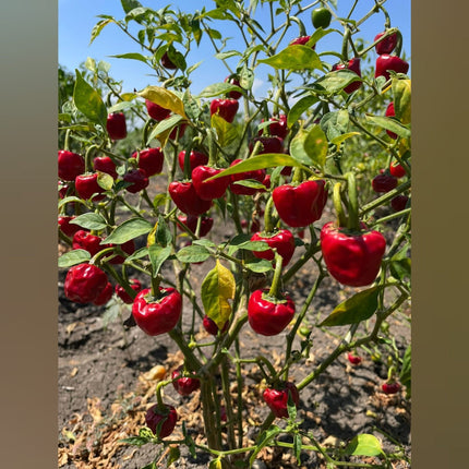 Heirloom Ramnad Mundu Chilli Seeds