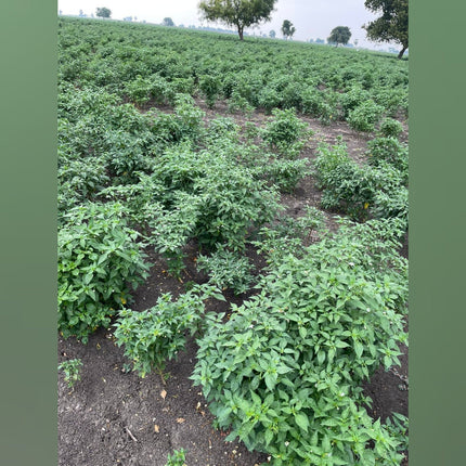 Heirloom Ramnad Mundu Chilli Seeds