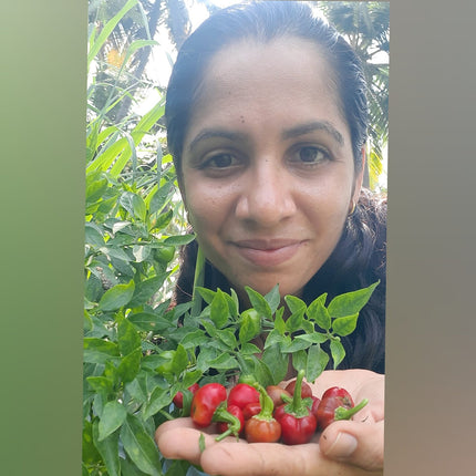 Heirloom Ramnad Mundu Chilli Seeds