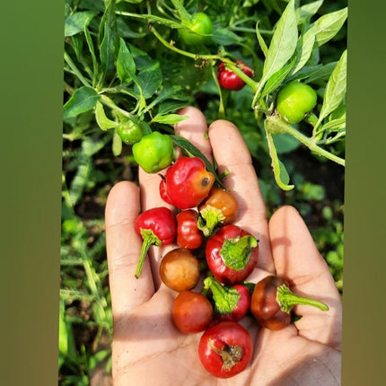 Heirloom Ramnad Mundu Chilli Seeds