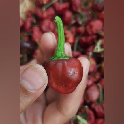 Heirloom Ramnad Mundu Chilli Seeds