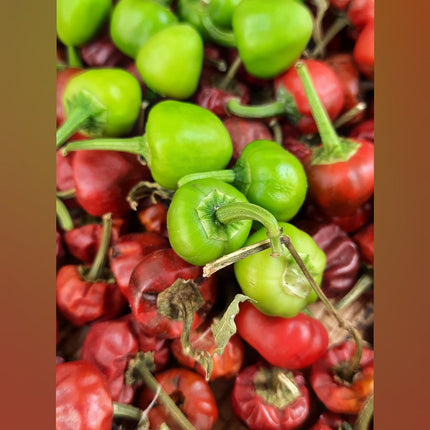 Heirloom Ramnad Mundu Chilli Seeds