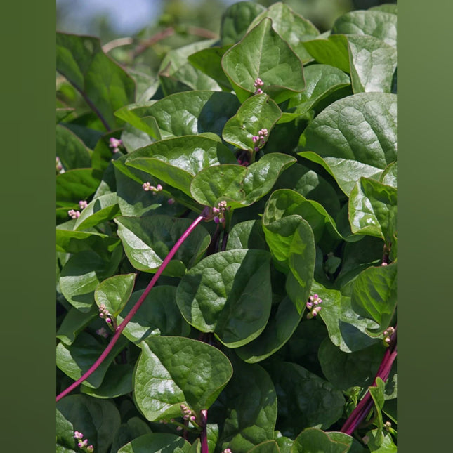 Red Stem Malabar Spinach Pasalai keerai seeds