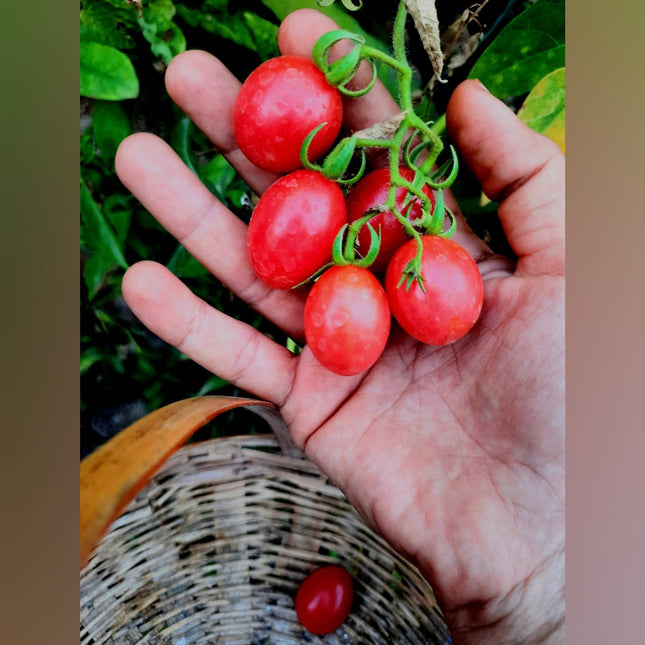 Heirloom Kum Kum Kesari Tomato seeds