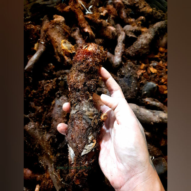 Goat Leg Tuber/Aatukaal Kilangu/Drynaria quercifolia - Treat arthritis