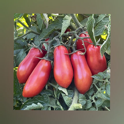 San Marzano Tomato (San Marzano Thakkali)