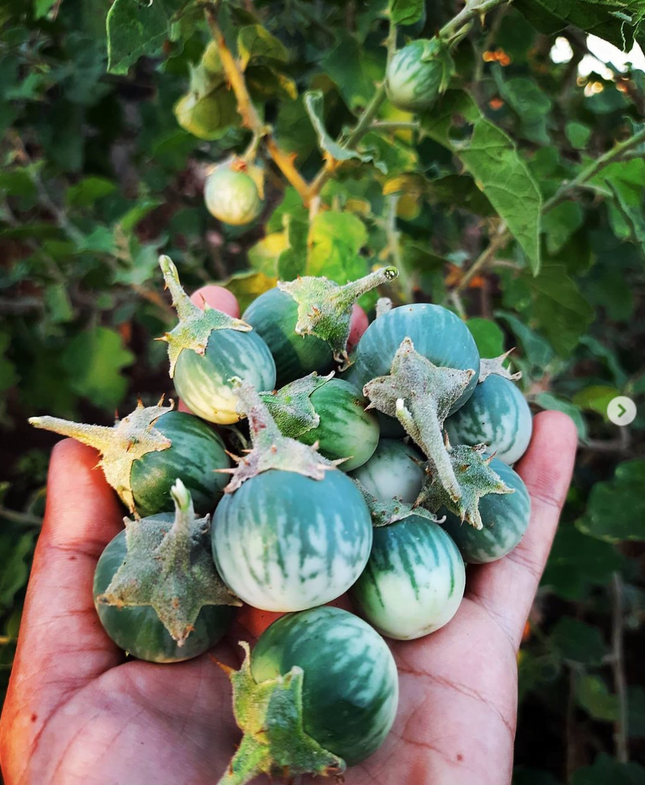 Local Thorn Brinjal Small seeds