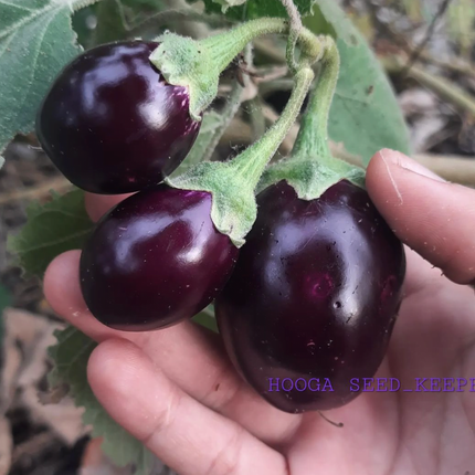 Open Pollinated Purple Cluster Brinjal Seeds