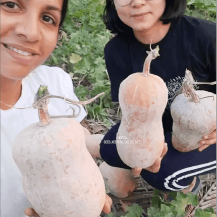 Local Ural Pumpkin Vegetable seeds
