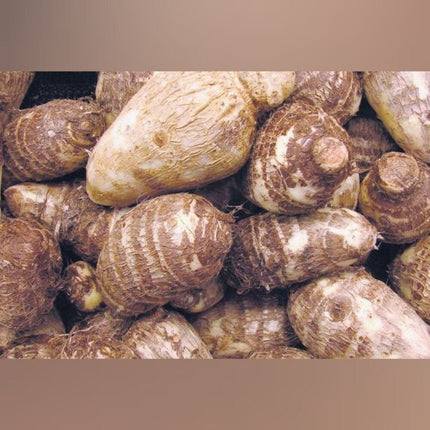 Seppankilangu Colocasia Esculenta tuber seeds