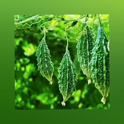 Bittergourd Green Long op vegetable seeds