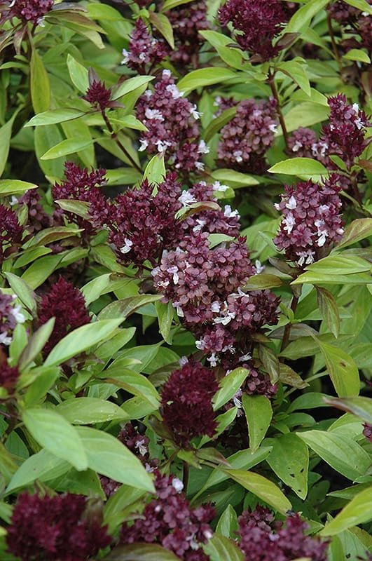 Thai Basil Herb seeds Type 2 (Thiruneetru pachilai)