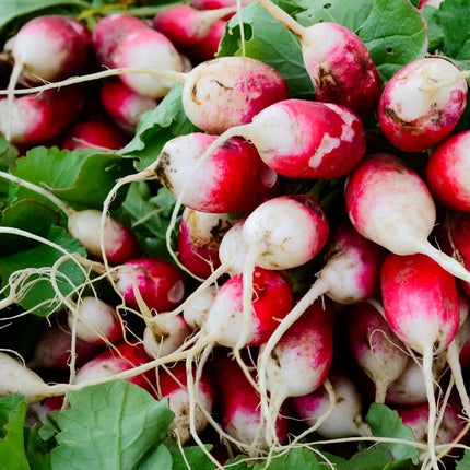 Radish Half Red open pollinated seeds