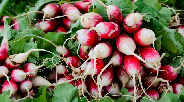 Radish Half Red open pollinated seeds