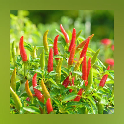 Ujwala chilli (Ujawala Milagai)