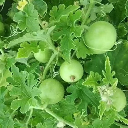 Apple Gourd Tinda open pollinated seeds