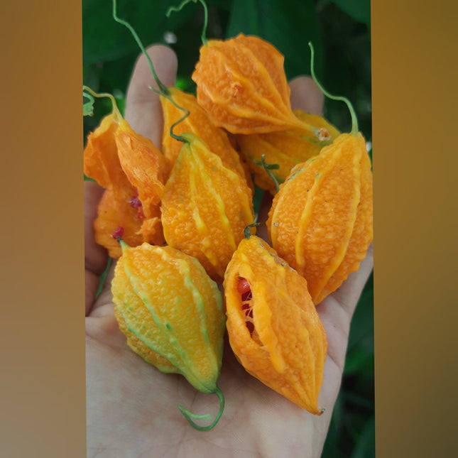 Native Bittergourd Mini vegetable Seeds