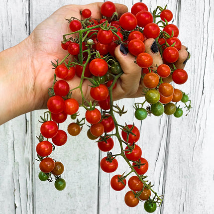 Spoon Tomato open pollinated seeds