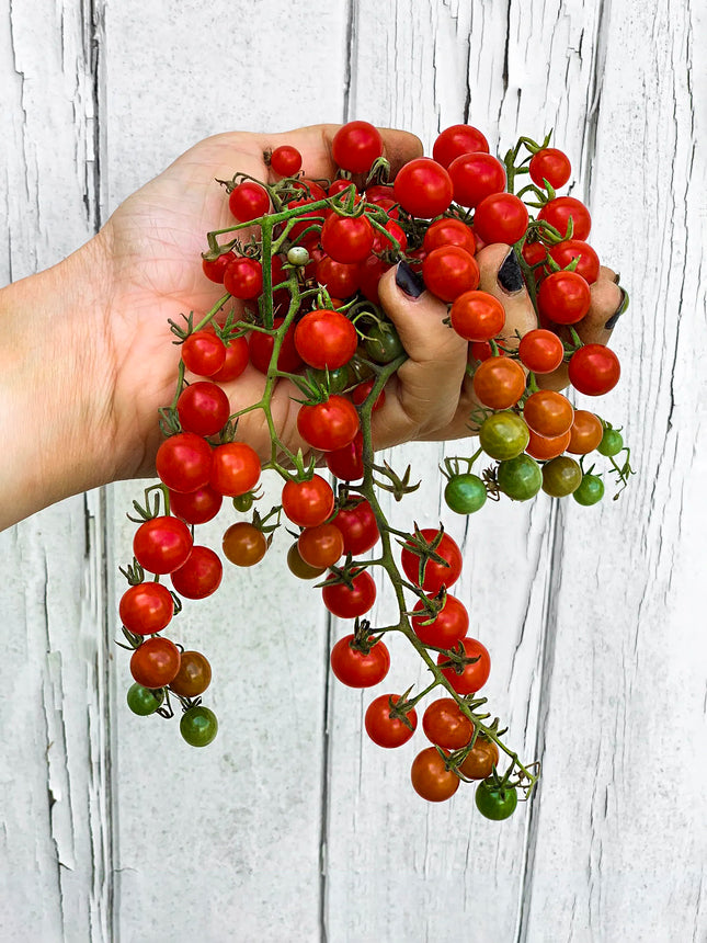 Spoon Tomato open pollinated seeds