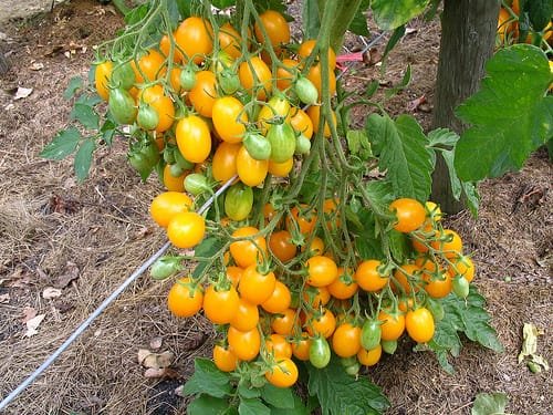 Heirloom Ildi Tomato seeds