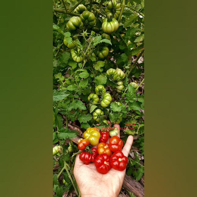 Heirloom Trefle Du Togo Tomato seeds