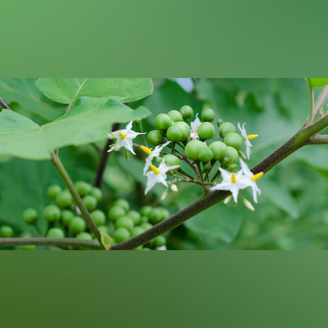 Turkey Berry (Sundakkai)
