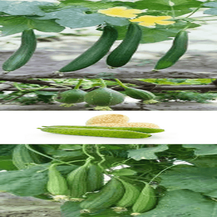 Spongegourd diversity mixed vegetable Seeds