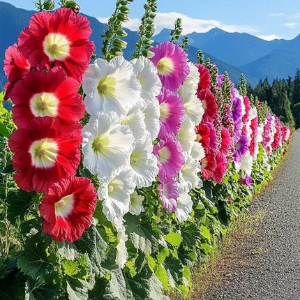 HollyHocks Flower Dwarf seeds