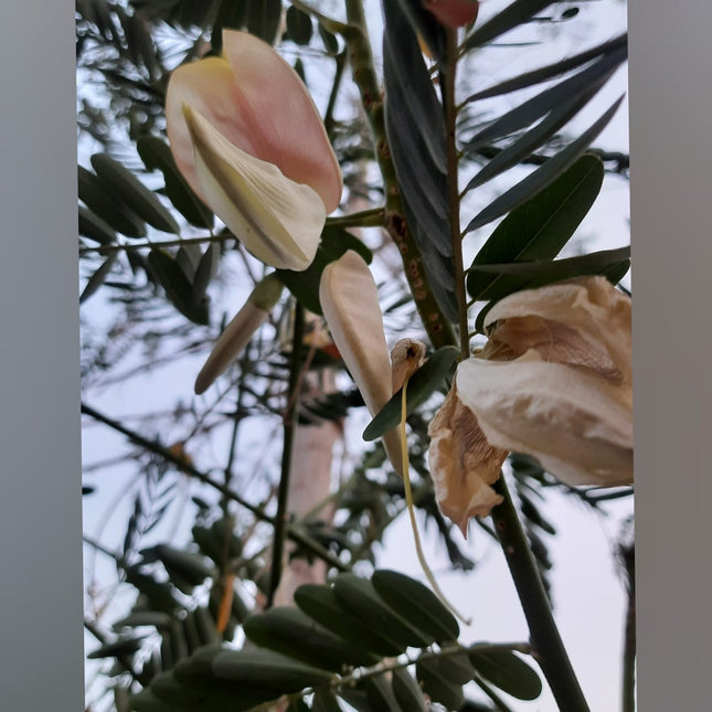 Vellai Agathi Keerai /Sesbania Grandiflora