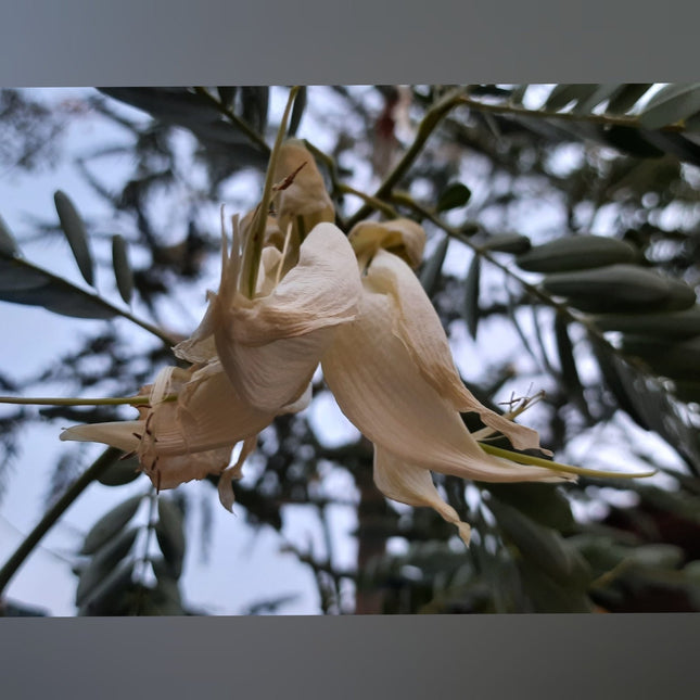 Vellai Agathi Keerai /Sesbania Grandiflora