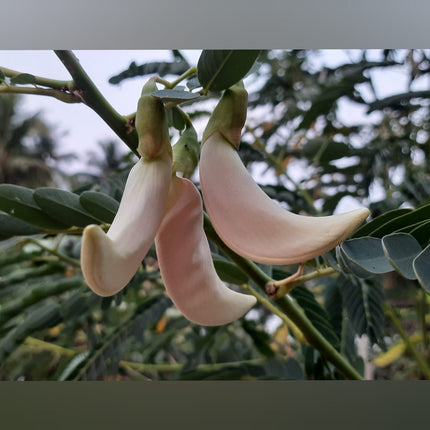 Vellai Agathi Keerai /Sesbania Grandiflora