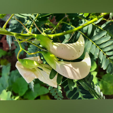 Vellai Agathi Keerai /Sesbania Grandiflora