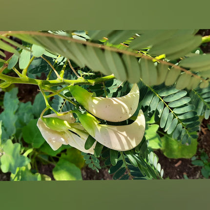 Vellai Agathi Keerai /Sesbania Grandiflora