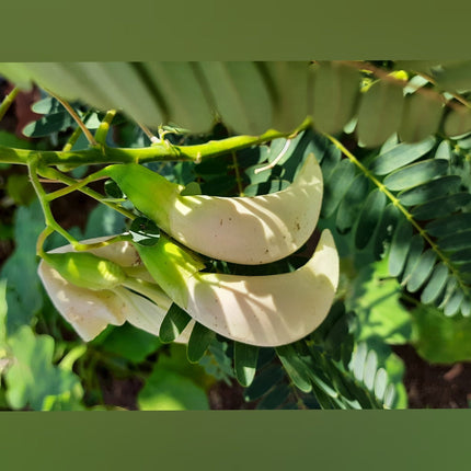 Vellai Agathi Keerai /Sesbania Grandiflora