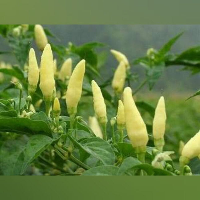 Heirloom White Birdseye chilli Seeds