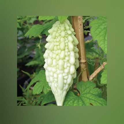 Bittergourd White long vegetable Seeds