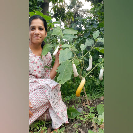 White Brinjal Long open Pollinated Seeds