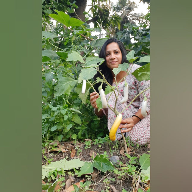 White Brinjal Long open Pollinated Seeds
