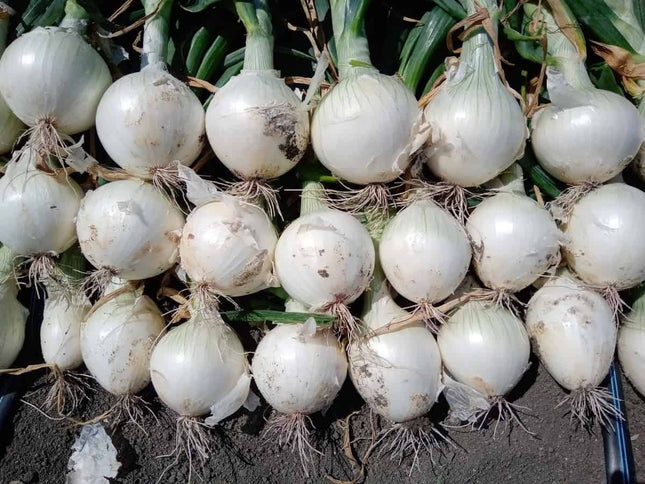 GI Tagged Native Alibaug White Onion seeds