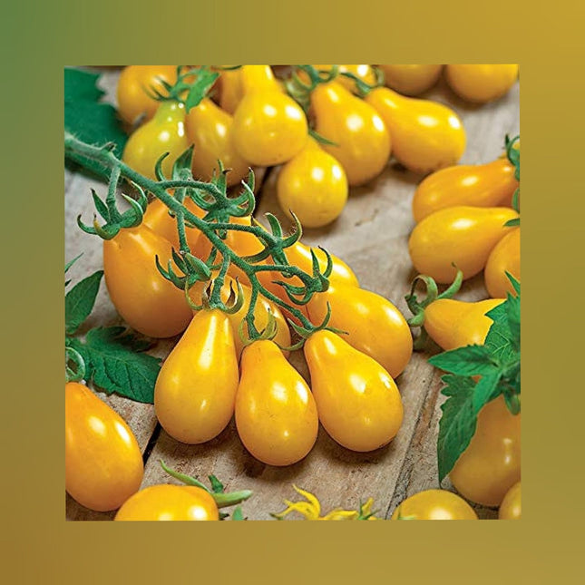Yellow Pear Tomato (Manjal Paerikkai Thakkali)