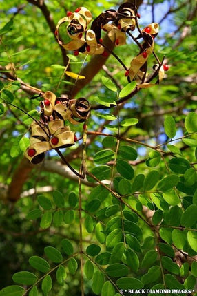 Adenanthera pavonina Coral Wood Red Bead Tree Seeds (13)