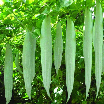 Snakegourd White medium vegetable Seeds