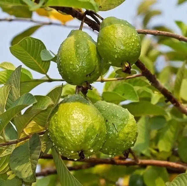 Psidium guava fruit tree seeds (63)